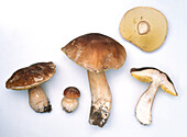 Porcini mushrooms (Boletus edulis)