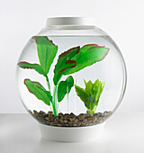Goldfish bowl containing artificial plants