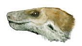 Thrinaxodon cynodont, illustration
