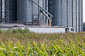 Trucker loading corn from a grain storage silos