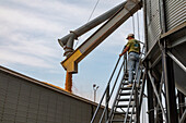 Trucker loading corn from a grain storage silos