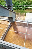 Corn loading at grain storage silos