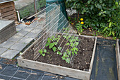Protective wire grill over young bean plants