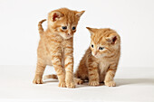 Two ginger British Shorthaired Cross kittens
