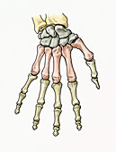 Bones of the hand with each group highlighted