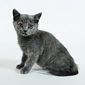Blue-cream British short-hair kitten