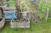 Wooden planter and gate on allotment