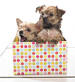 Two puppies sitting in colourful box