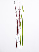 Red dogwood and green dogwood stems