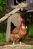 Chicken standing below coop