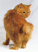 Red Self Kurile Island bobtail cat