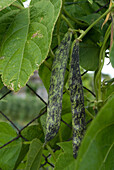 Climbing French bean 'Blue and White'