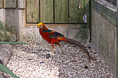 Golden pheasant