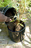 Adding compost to potted bamboo plant