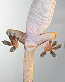Underside of palm gecko