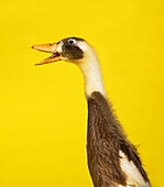 Indian runner duck quacking