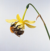 Bumble bee perched on daffodil flower
