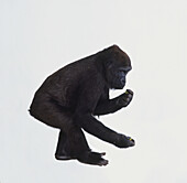 Crouching lowland gorilla