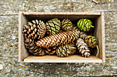 Collection of pine cones in wooden box