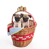 Pug puppies and pekin chicks in basket
