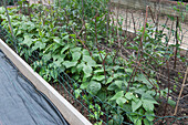 Potato plants supported with pea sticks