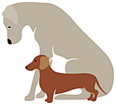 Two dogs, illustration