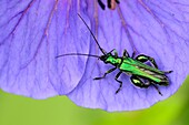 Thick-legged flower beetle on Geranium sp. flower