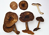 Velvety shield cap (Pluteus umbrosus) mushroom