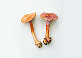 Bitter lilac web cap (Cortinarius sodagnitus) mushroom