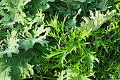 Kale and Mizuna in vegetable garden