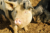 Black spotted pig on a farm