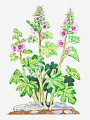 Tree mallow (Lavatera arborea), illustration