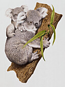 Adult and baby grey koala