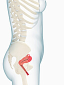 Foetus in womb at 2 months, illustration