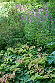 Epimedium plants in woodland-style garden