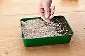 Covering vegetable seeds with vermiculite