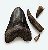 Fossilised sharks teeth