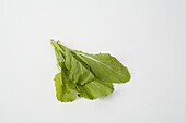 Chinese mustard leaves 'Green In The Snow'