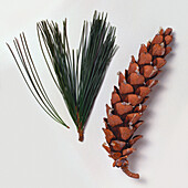 Weymouth pine (Pinus strobus) cone