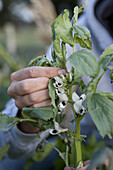 Tending to broad bean 'Jubilee Hysor' plant
