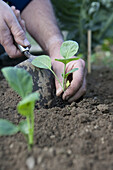 Planting out seedling into vegetable garden