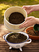 Sprinkling compost over a colander of seeds