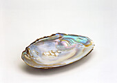 Freshwater mussel with blister pearls
