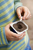 Boy planting bean seed in yoghurt pot