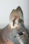 Ears of a red kangaroo (Macropus rufus)