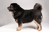 Male Tibetan Mastiff