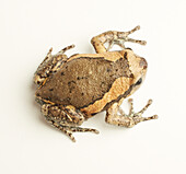 Banded bull frog (Kaloula pulchra)
