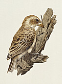Bird pulling a worm from a tree trunk, illustration