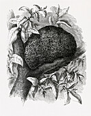 Macrotermes termite nest in tree, illustration