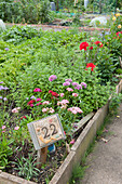 Allotment plot 22 with Sweet Williams and Dahlia